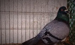 Racing Pigeon