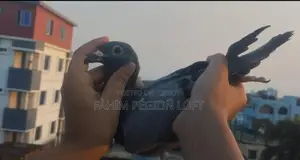 Racing Pigeon
