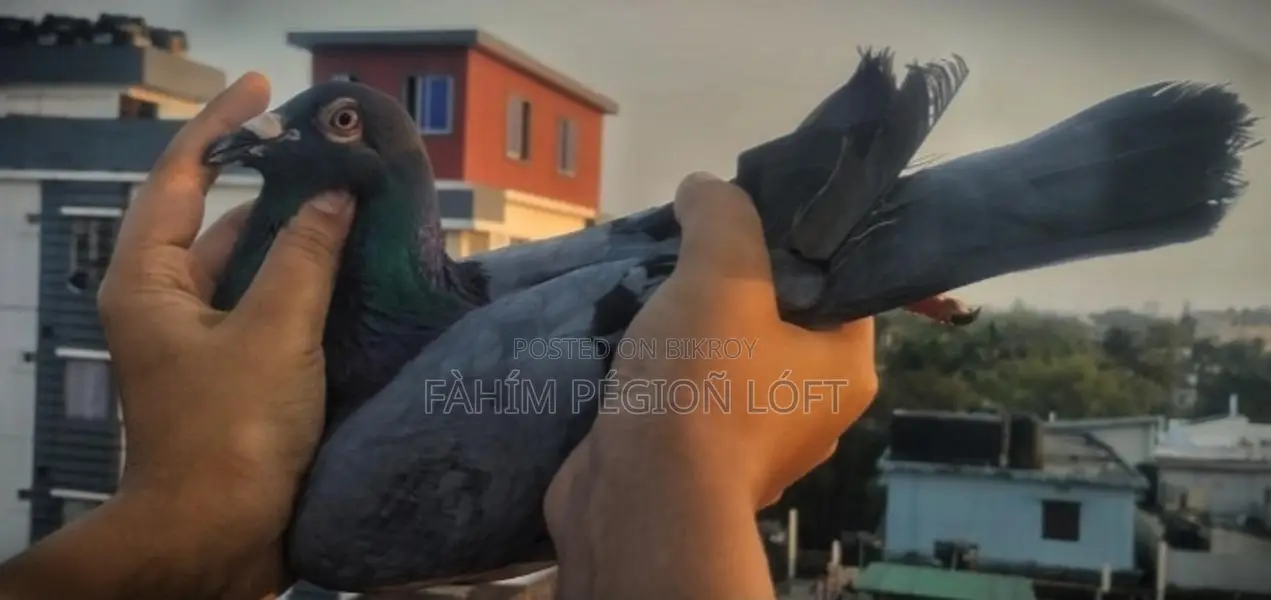 Racing Pigeon