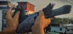 Racing Pigeon