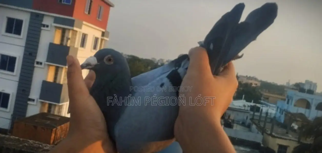 Racing Pigeon
