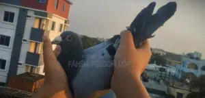 Racing Pigeon