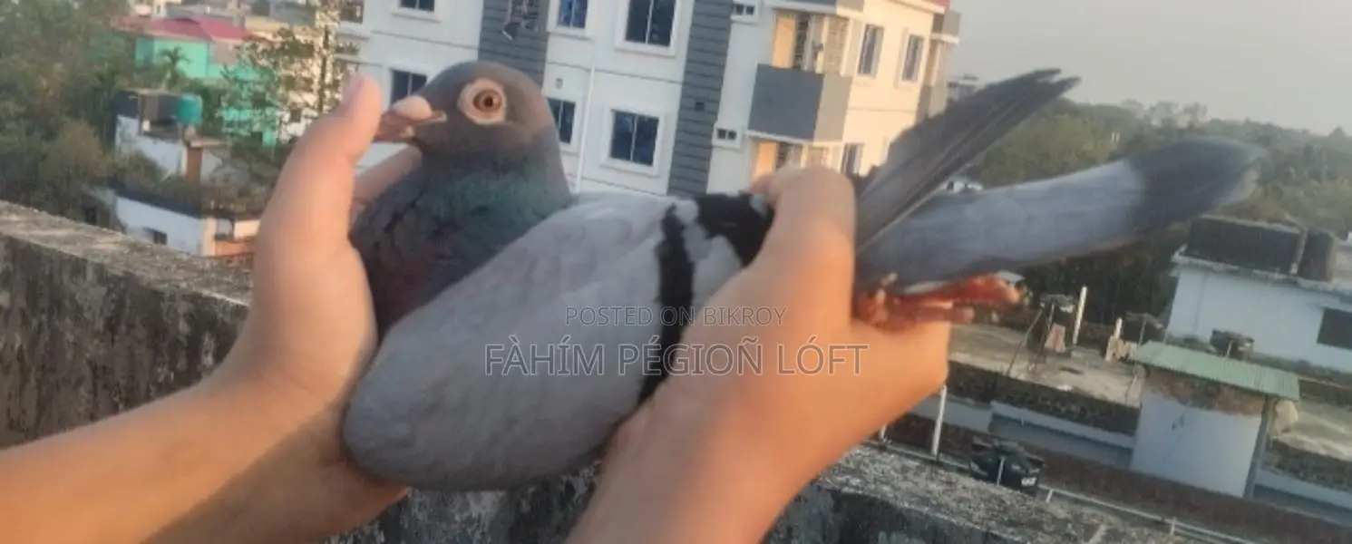 Racing Pigeon