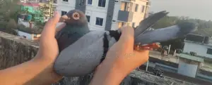 Racing Pigeon
