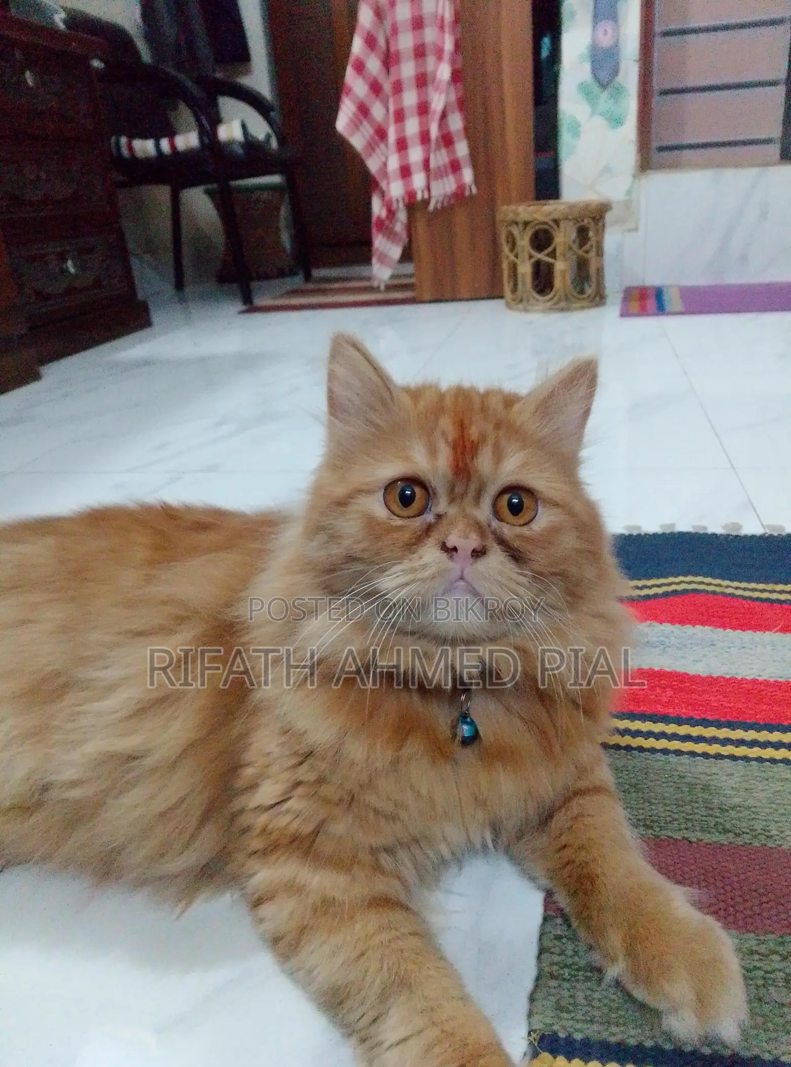 Persian Cat