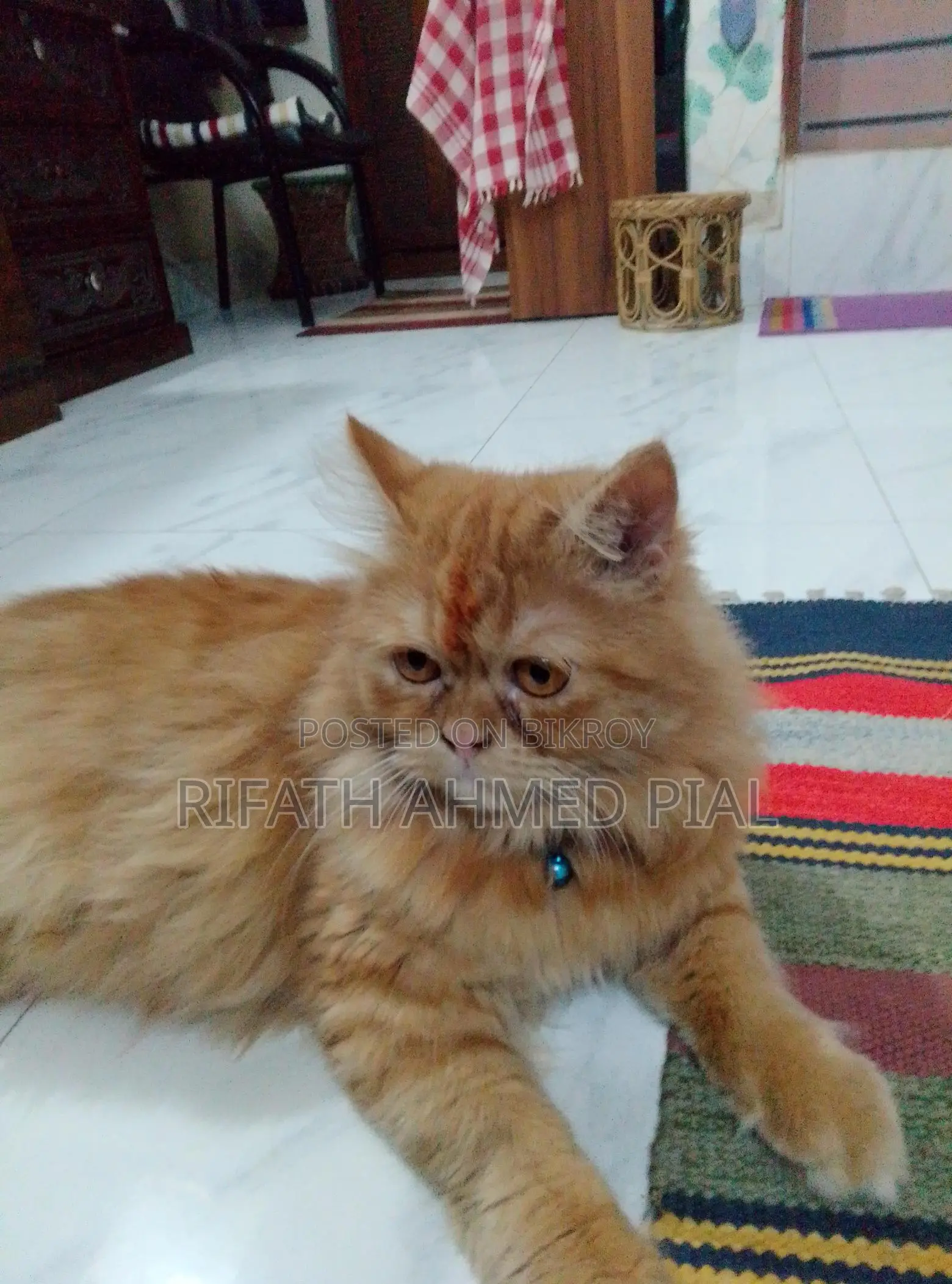 Persian Cat