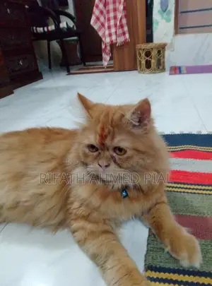 Persian Cat