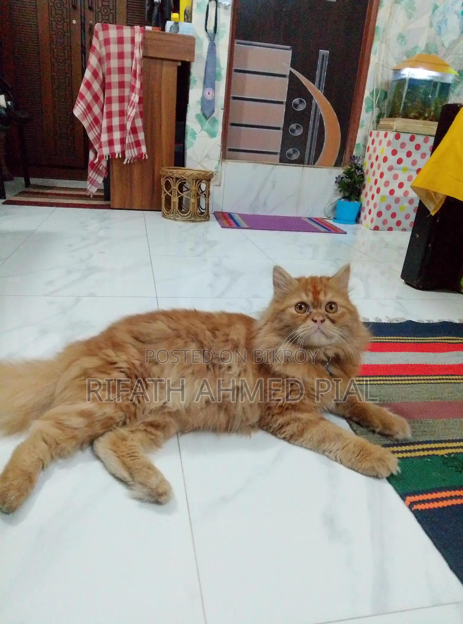 Persian Cat