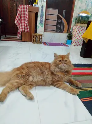 Persian Cat