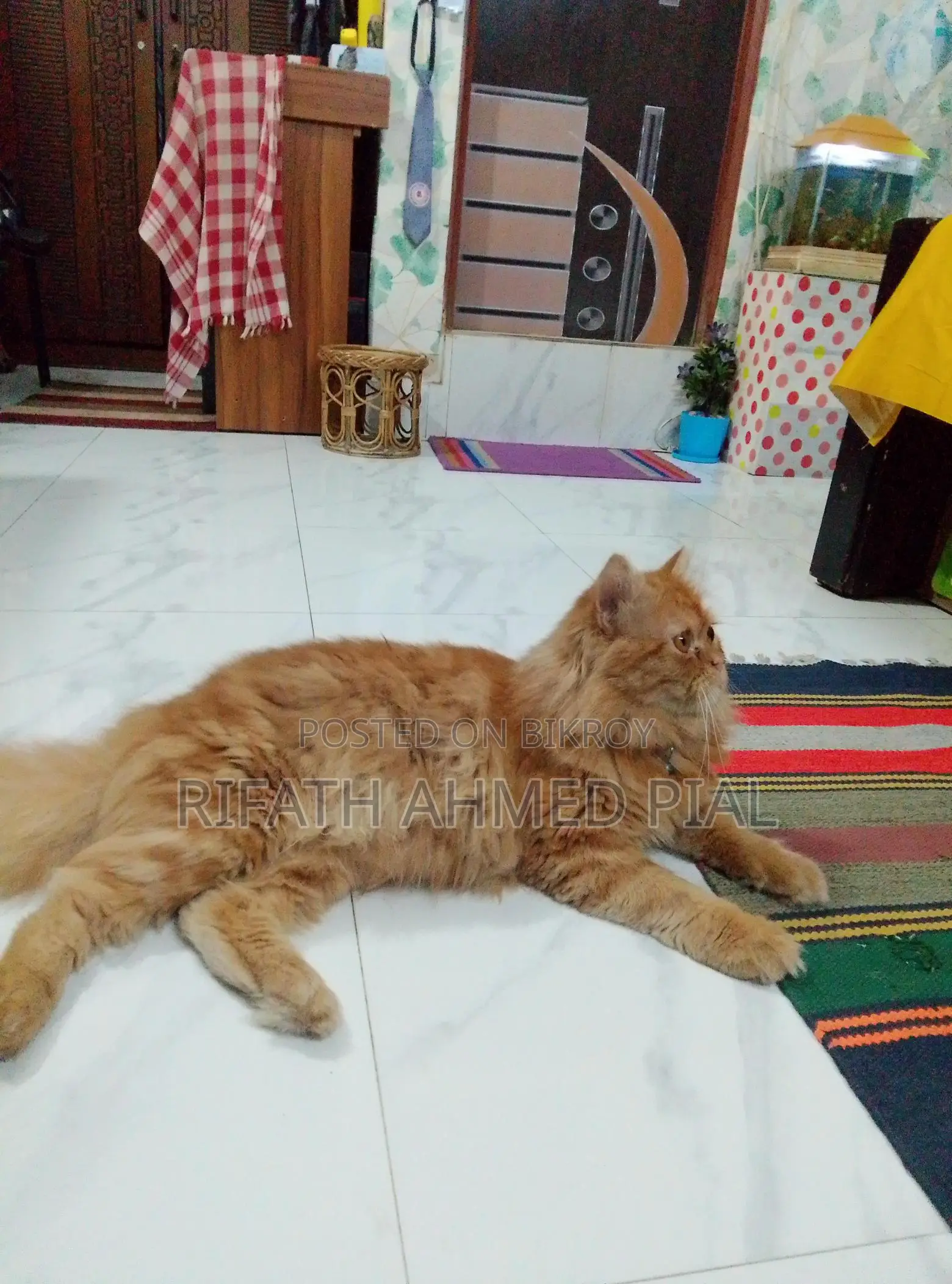 Persian Cat