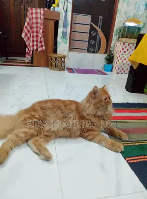 Persian Cat