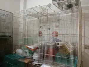 খাঁচা ও ব্লিডিং বক্স