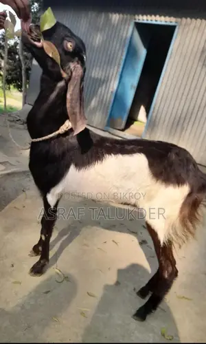 Goat for Sale