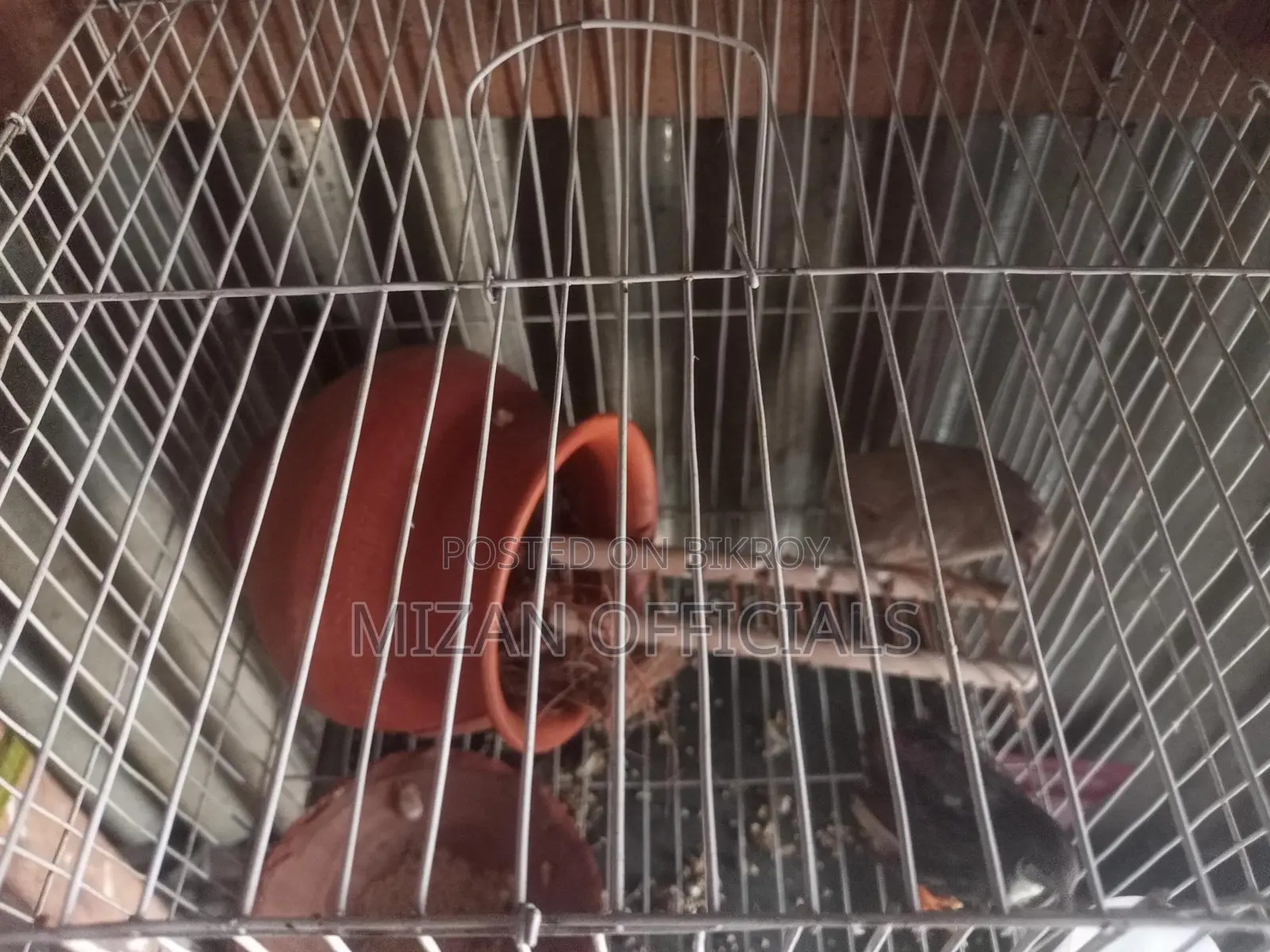 King Quail