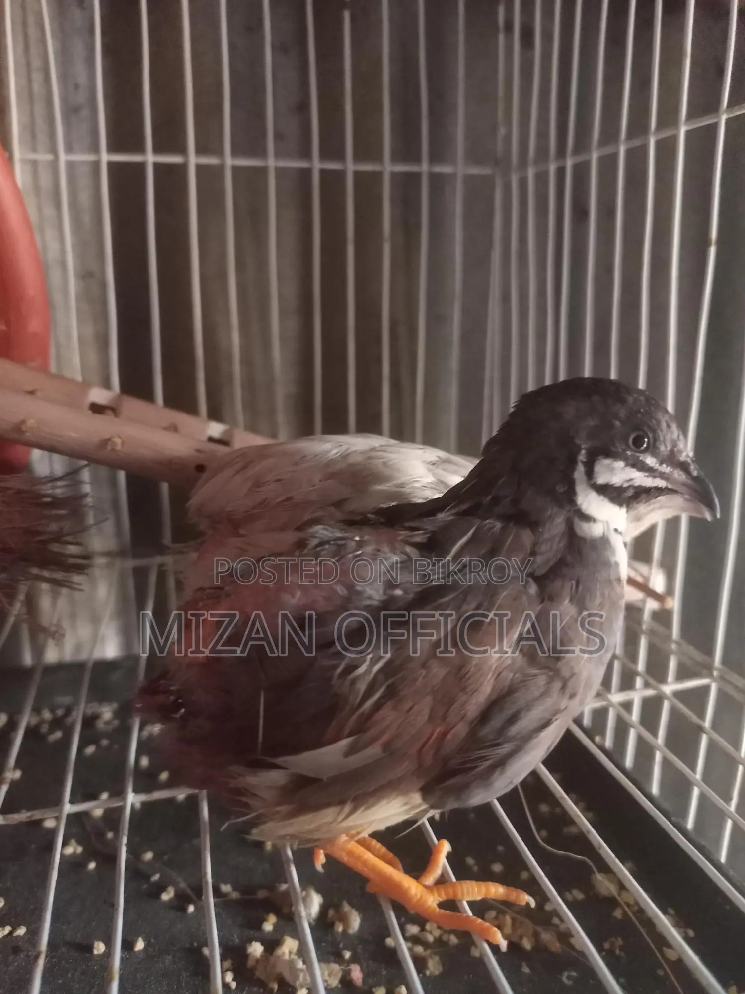 King Quail