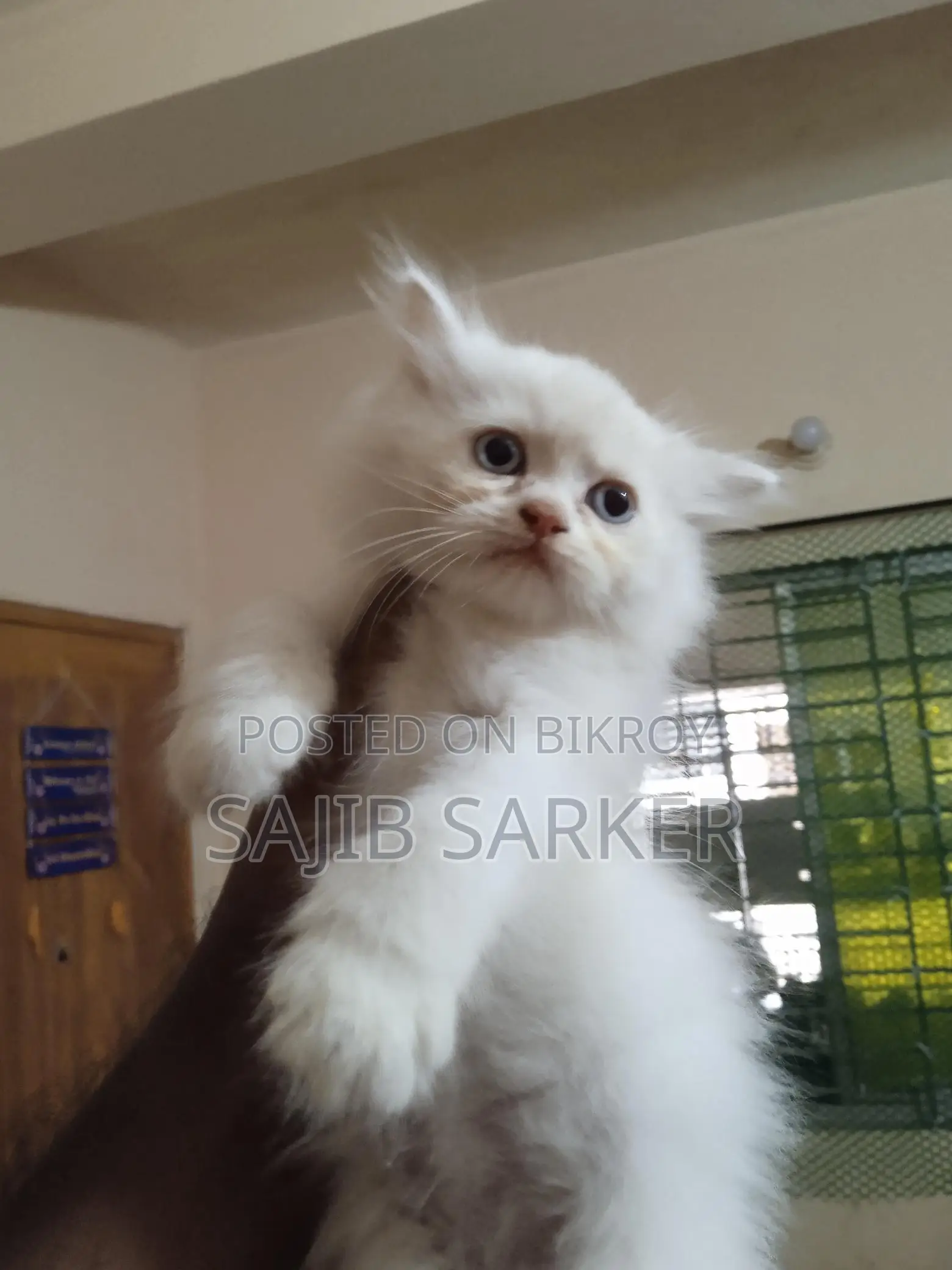 পার্সিয়ান বিড়ালগুলো বিক্রি করা হবে।