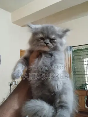 পার্সিয়ান বিড়ালগুলো বিক্রি করা হবে।