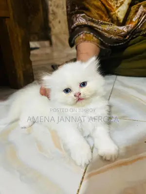 Traditional Parsiyan