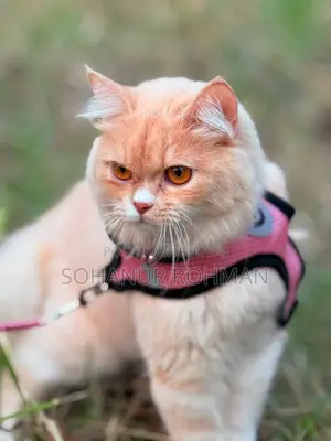 Persian Cat