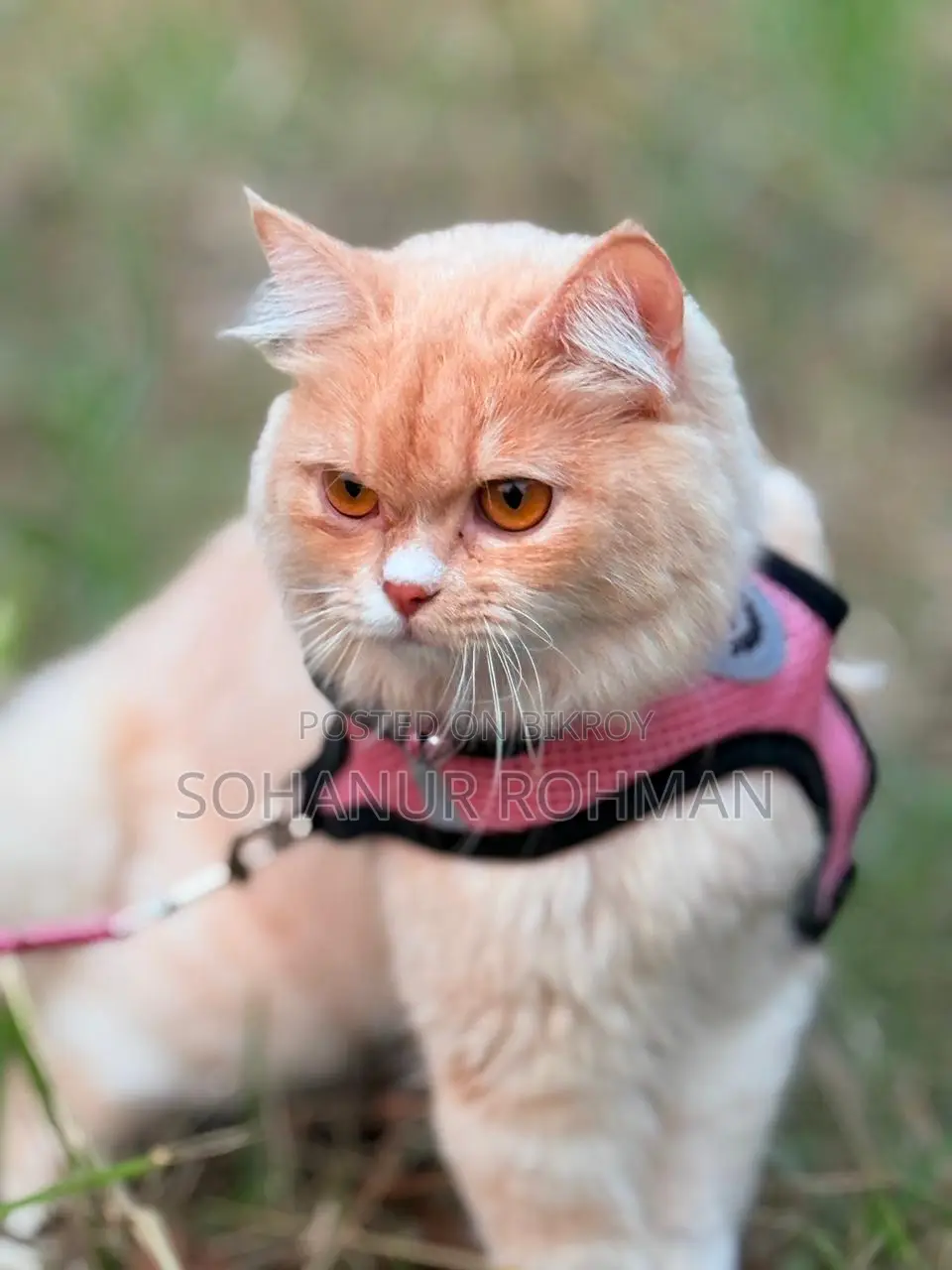 Persian Cat