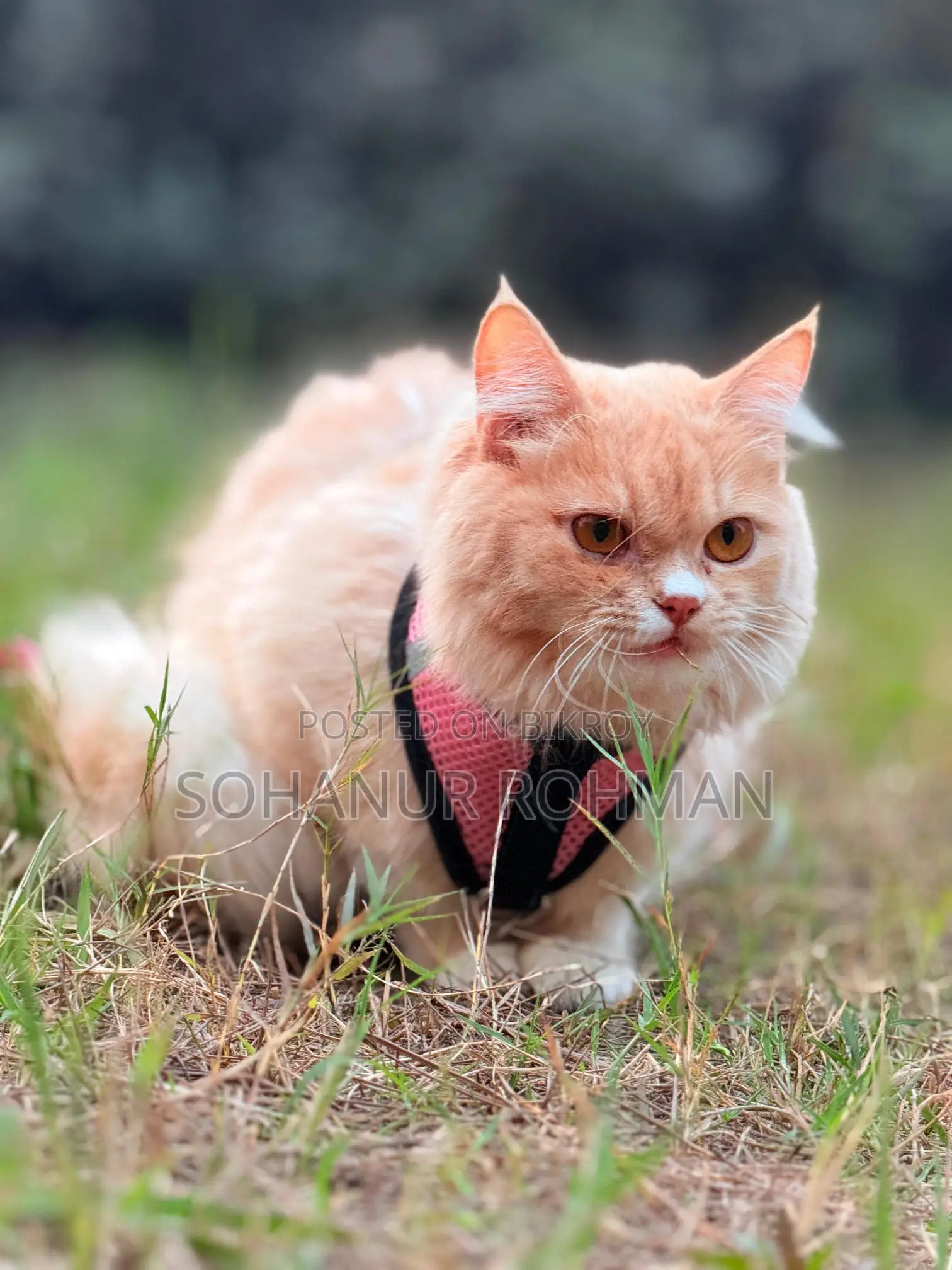 Persian Cat