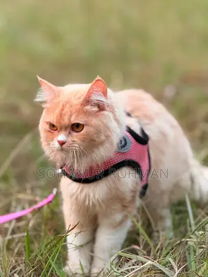Persian Cat
