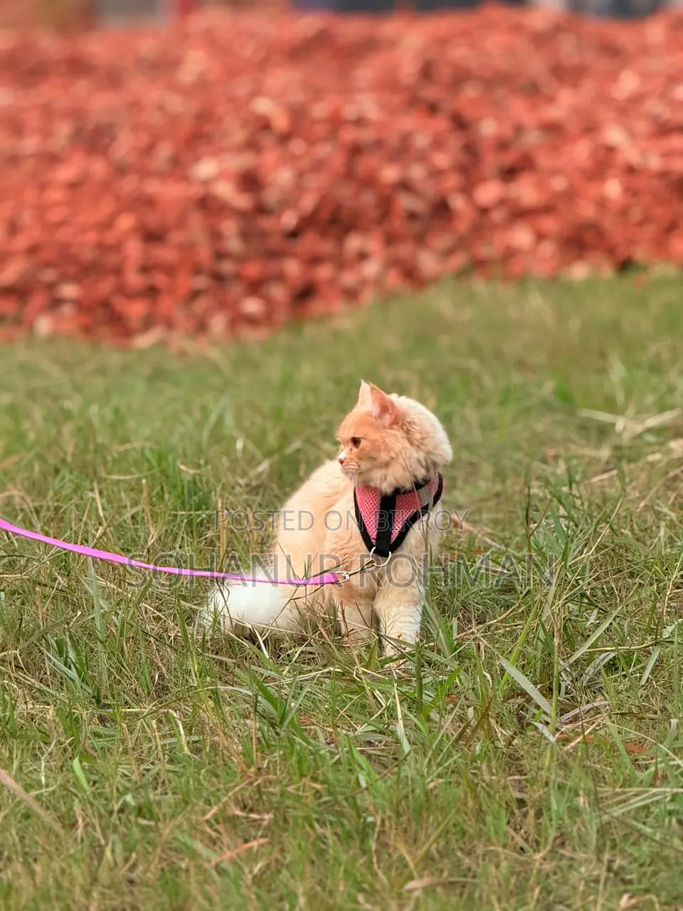 Persian Cat
