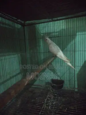Albino Female (Master pair)