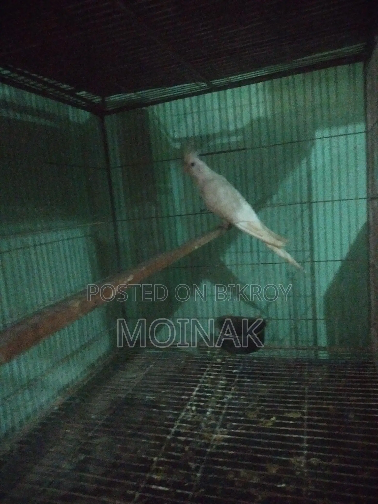 Albino Female (Master pair)