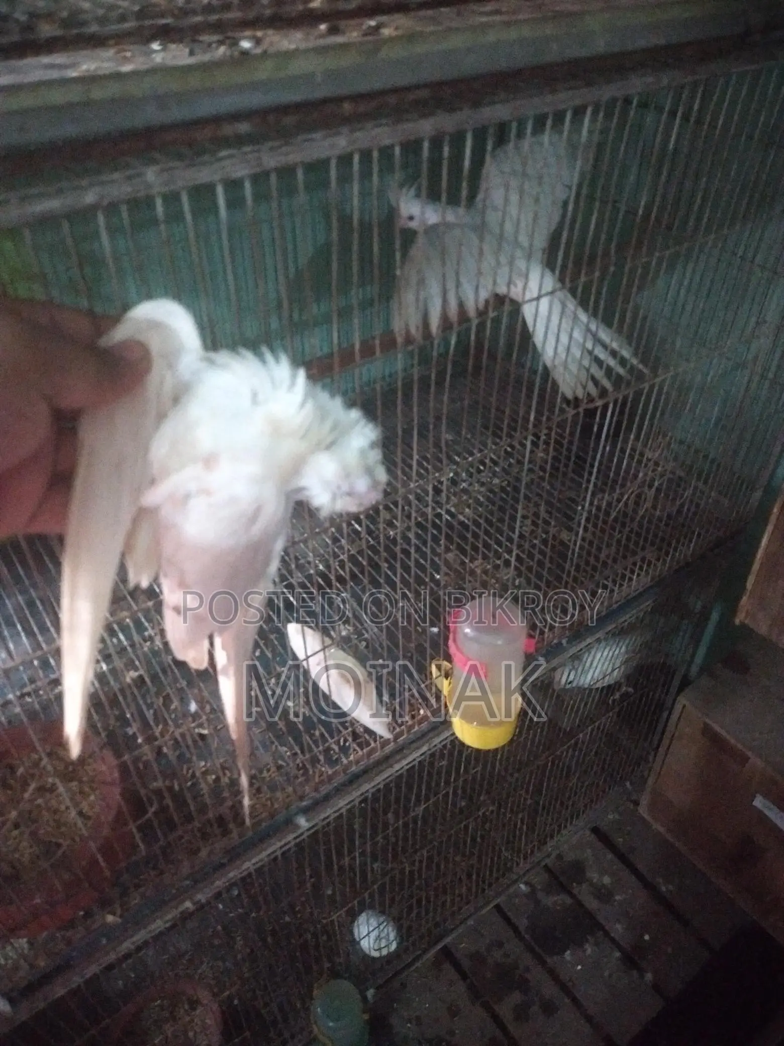 Albino Female (Master pair)