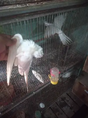 Albino Female (Master pair)