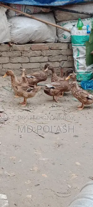 হাঁস বেশি অরজিনাল পিওর