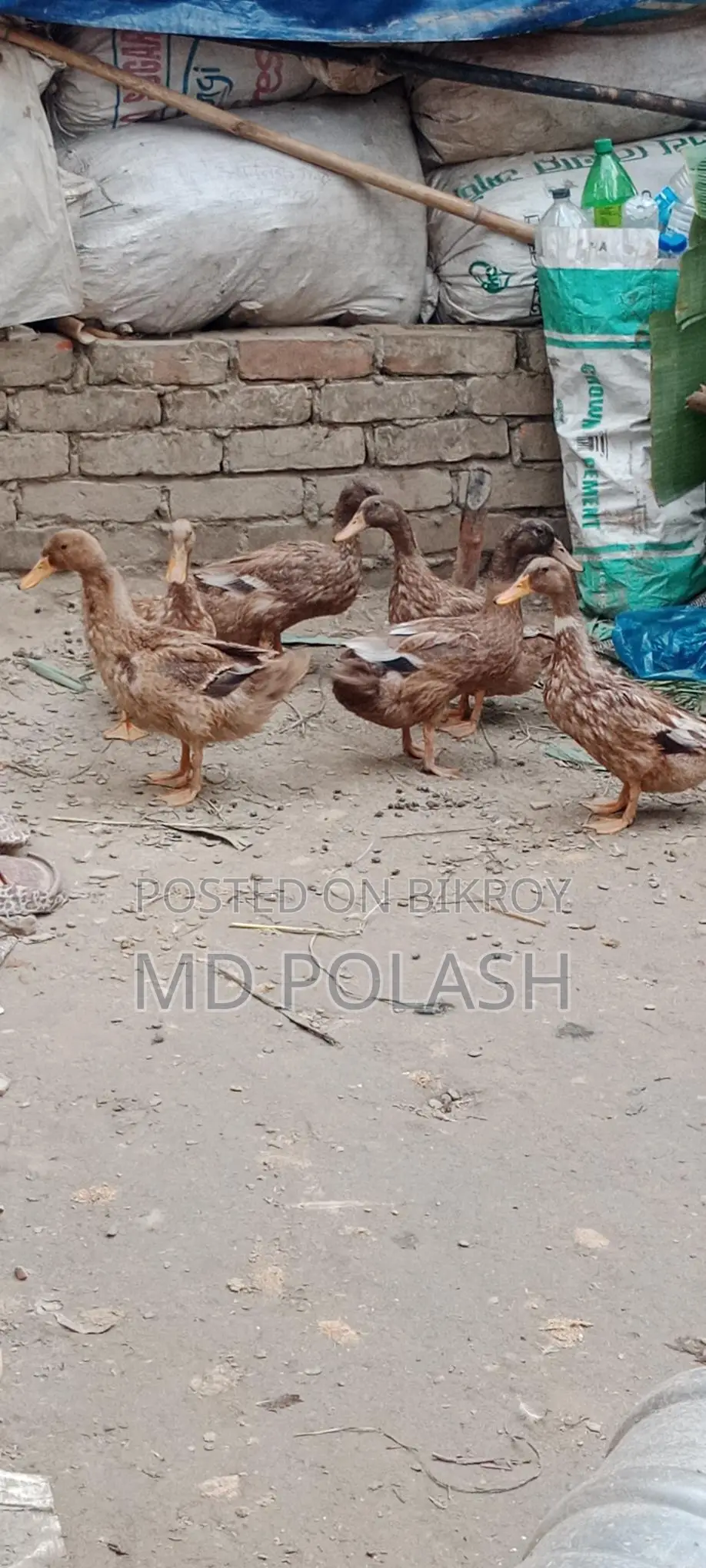 High-Quality Original Pure Duck