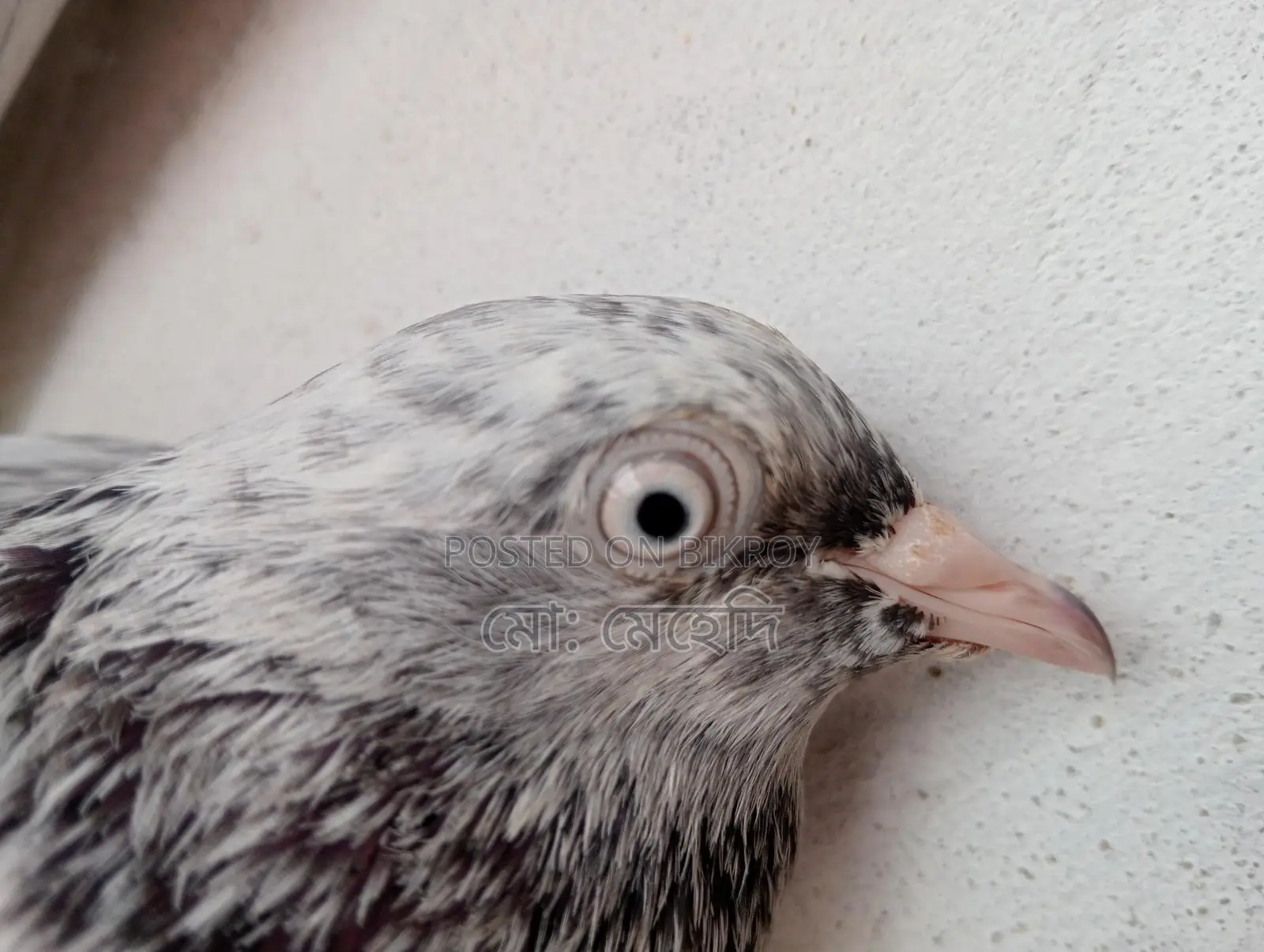 Jira Pigeons