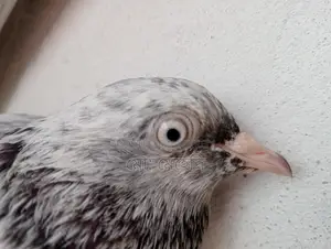 Jira Pigeons