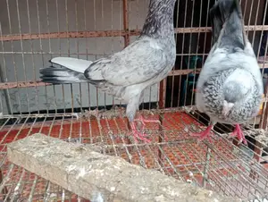 Jira Pigeons
