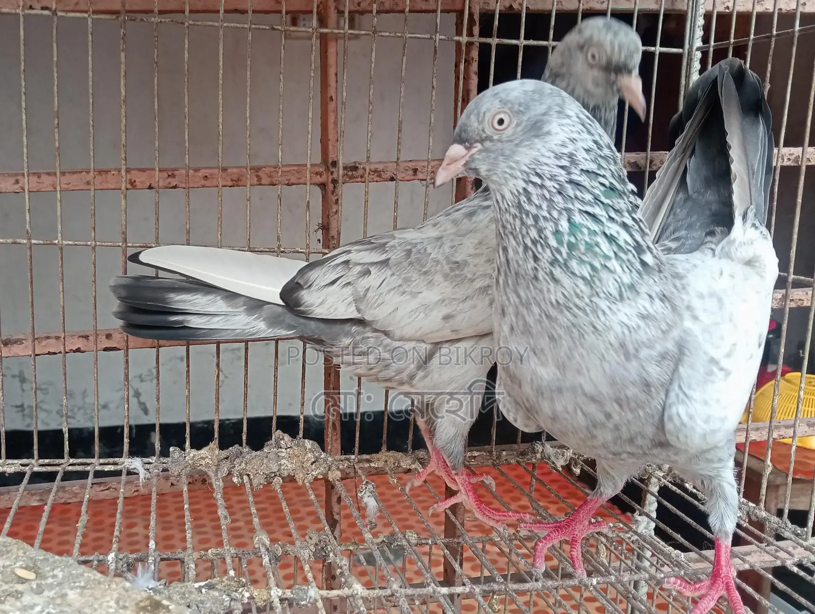 Jira Pigeons