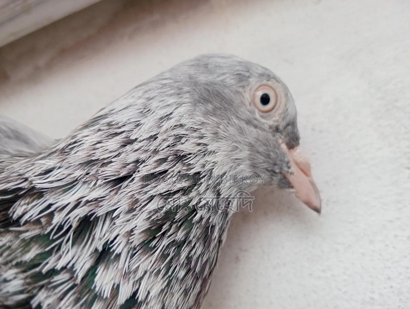 Jira Pigeons