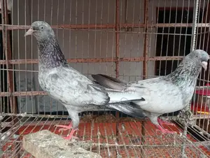 Jira Pigeons