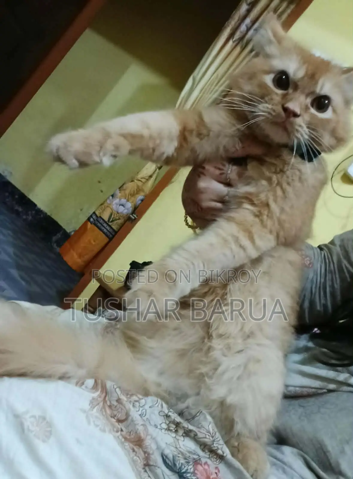 Cat for Sale