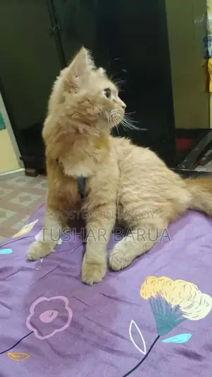 Cat for Sale