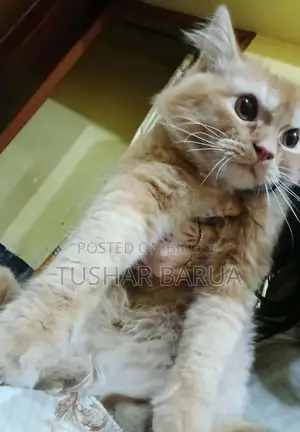 Cat for Sale