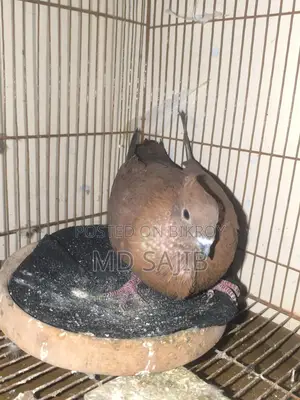 Pigeons for Sale