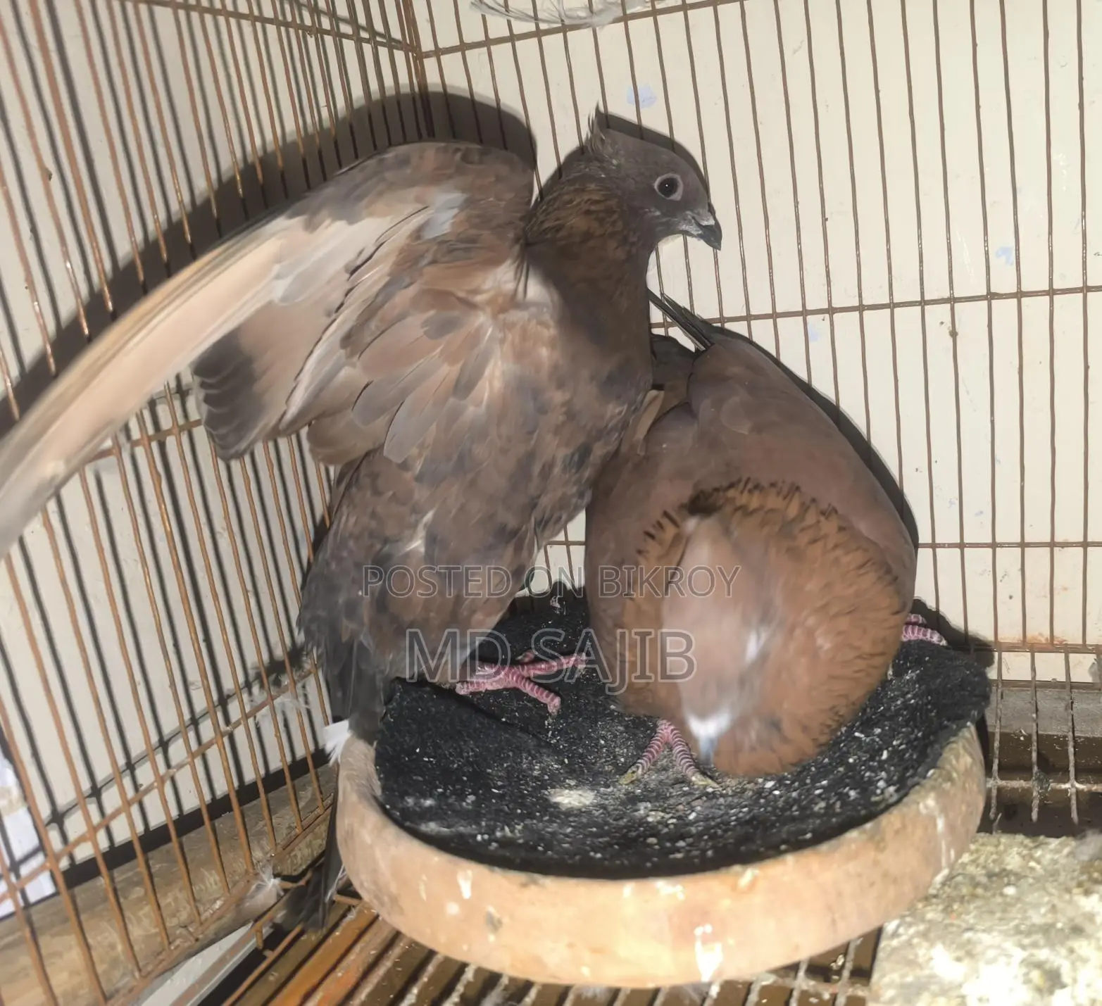 Pigeons for Sale