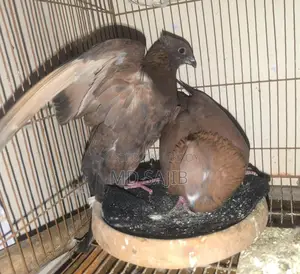 Pigeons for Sale