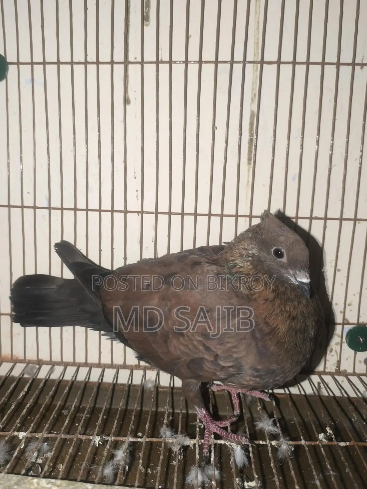 Pigeons for Sale