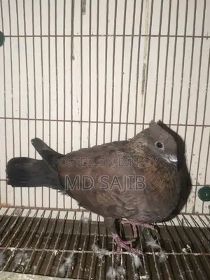 Pigeons for Sale