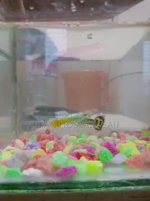 Good Guppy Fish