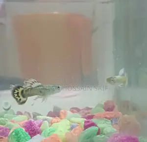 Good Guppy Fish