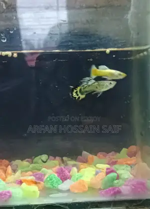 Good Guppy Fish
